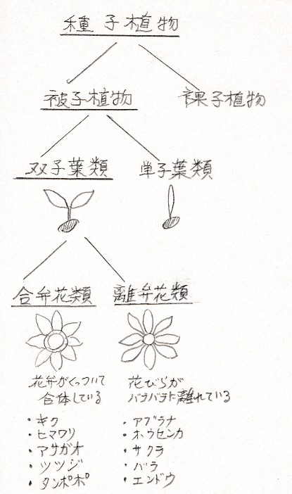 単子葉植物の茎の外部構造